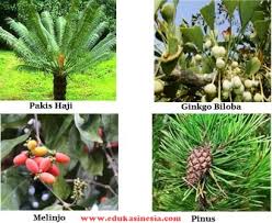 Tumbuhan berbiji bisa dibedakan berdasarkan letak bijinya, yaitu tumbuhan berbiji terbuka (gymnospermae) dan tumbuhan berbiji tertutup tumbuhan ini berkembang biak menggunakan runjung atau kerucut, yang disebut stribilus. Materi Tumbuhan Biji Spermatophyta Tumbuhan Biji Terbuka Gymnospermae Dan Tumbuhan Biji Tertutup Angiospermae Edukasi Indonesia Edukasinesia Com
