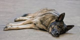 Heilpflanzen und kräuter bei schleimiger stuhl. Durchfall Hund Wann Musst Du Dir Sorgen Machen Felmo