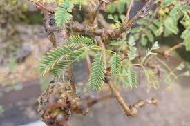 Image result for Acacia davyi