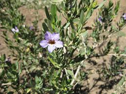 Image result for Petalidium bracteatum