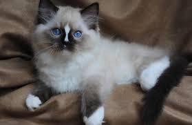 Our cats are personable and affectionate. Blue Gem Ragdoll Cattery Seaman Oh 45679 Yp Com