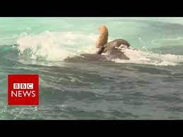 I'm less concerned about predators in the open ocean than some of the other answers, sharks like makos and oceanic white tips are a concern but. Elephant Found Swimming 16km Out To Sea Bbc News Youtube