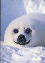Baby Seal Pup Smiling Baby Seal Pup Seal Pup Baby Animals