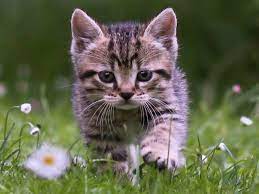 Cute Tabby Kitten Wallpaper Free Kitten Downloads Tabby Kitten Tabby Cat Kitten Wallpaper