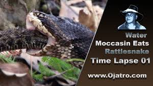 Maybe you would like to learn more about one of these? Water Moccasin Eats Rattlesnake 01 Time Lapse Youtube