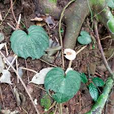 Image result for Nervilia