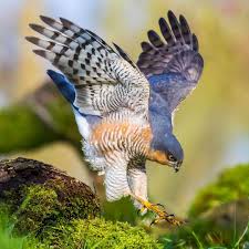 Black And White Hawk Eagle Texas Pin On Beautiful Universe