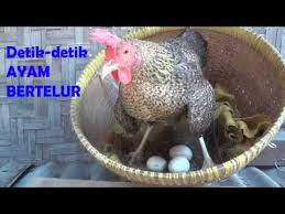 The gallus bankiva dia meletakkan telurnya sekali setahun, dalam set 12. Beternak Ayam Kampung Mulai Dari Bertelur Mengeram Hingga Menetas Youtube