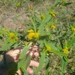 Image result for Flaveria bidentis