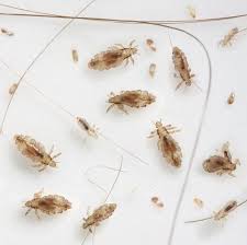 Only the permanent hair dye has the ability to kill some lice because of the presence of a chemical substance like ammonia. How To Get Rid Of Head Lice Best Natural Head Lice Remedies