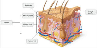 A P Chapter 5 The Integumentary System Flashcards Easy Notecards