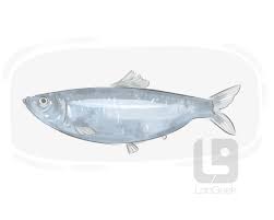 Image result for sprat