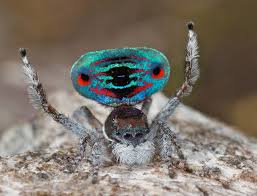 Like almost all spiders, peacock spiders are venomous. Australia S Peacock Spiders So Cute Even Arachnophobes Will Love Them Photos And Video