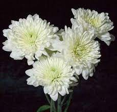 Also known as mums, they are generally grown as annuals in cold climates. White Flowers Mums Flowers White Flowers Most Beautiful Flowers