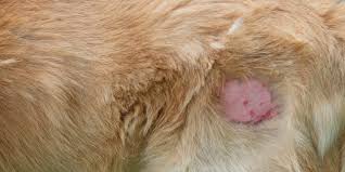 Share the best gifs now >>>. Hot Spots On Dogs Causes And Hot Spot Dog Treatment