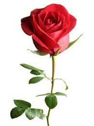 Oops Beautiful Rose Flowers Amazing Flowers Beautiful Flowers