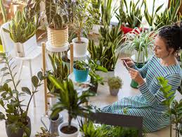 Indoor plants, hanging plants, air purifying plants. 15 Indoor Plants That Can Handle Low Light