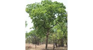 Image result for Isoberlinia tomentosa