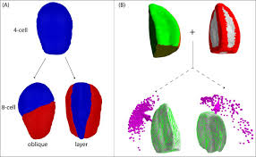 Maybe you would like to learn more about one of these? A Microtubule Based Mechanism Predicts Cell Division Orientation In Plant Embryogenesis Biorxiv