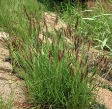 Image result for Cenchrus ciliaris