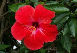 Gambar bunga mawar merah muda. 1001 Khasiat Pokok Bunga Raya Yang Masih Ramai Orang Tak Tahu
