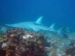 Maybe you would like to learn more about one of these? 19th February East Australian Current Eac At South Solitary Island Jettydive