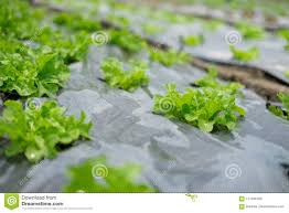 Green Oak Salad Lettuce Stock Image Image Of Chart 111946789
