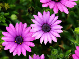 Image result for Osteospermum