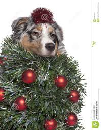 Christmas Australian Shepherds Google Search Australian Shepherd Dogs Australian Shepherd Christmas Dog