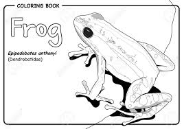 This classy dining room features a red tufted wall banquette providing a focal point for dinner guests. Red Frog Epipedobates Anthonyi Dendrobatidae On White Background Coloring Book Royalty Free Cliparts Vectors And Stock Illustration Image 70095040