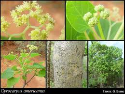 Image result for Gyrocarpus