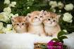British Shorthair Kittens For Sale | Buy Now | Homepage ...