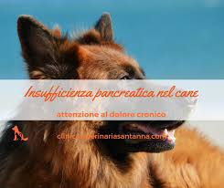 Disturbi della pelle autoimmuni tra cani causare una varietà di sintomi. Insufficienza Pancreatica Nel Cane Ecco Cosa Devi Sapere