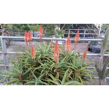 Image result for Aloe arborescens × inyangensis