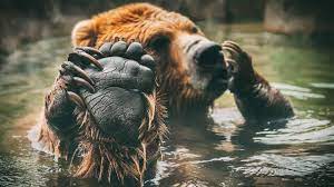 Search free bear wallpapers on zedge and personalize your phone to suit you. Grizzly Bear Wallpapers Fur Android Apk Herunterladen