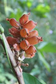 Image result for Flemingia