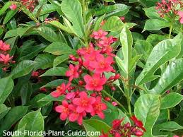 Image result for Jatropha erythropoda