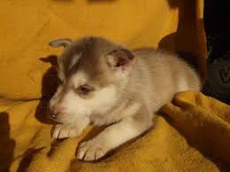 Wantedoldmotorcycles.com) pic hide this posting restore restore this posting. Funny Cheap Husky Puppies For Sale Craigslist L2sanpiero