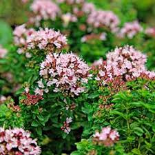 Polster Dost In 2020 Mittagsblume Kuchenschelle Pflanzen