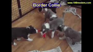 Maybe you would like to learn more about one of these? Puppies For Sale Waukesha Wi