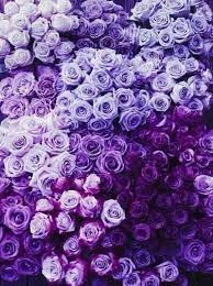 Multiple sizes available for all screen sizes. Botanique Plantes Fleurs Bouquets Jardin Cactus Pivoines Roses Vert Botany Botanical Flowers Garden Purple Aesthetic Aesthetic Purple Purple Roses