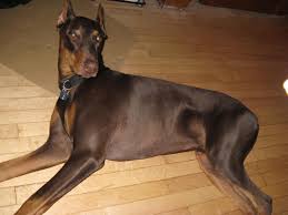 Get advice from breed experts and make a safe choice. Doberman Warlock Biological Science Picture Directory Pulpbits Net