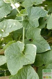 Kiwano Concombre Africain Semis Culture Tous Les Conseils De Culture Du Kiwano Feuilles De Plantes Cultiver Semis
