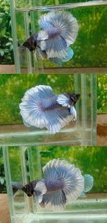 808 Big Ear Butterfly Hm Male Beautiful Fish Colorful Fish Betta