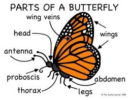 The earth's birthday butterfly activity kit is part of the earth's birthday butterfly program, an established, annual event. 38 Fausta Ideas Butterfly Crafts Butterfly Template Monarch Butterflies Art