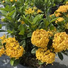 Image result for Ixora coccinea