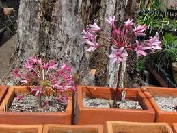 Image result for Brunsvigia