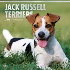 Jack Russell Terriers Wall Calendar Jack Russell Terrier Jack Russell Russell Terrier