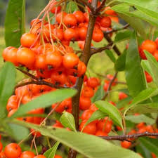 Image result for Pyracantha coccinea red column