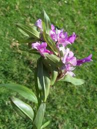 Image result for Brachycorythis buchananii